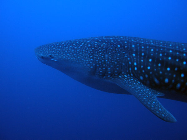 Whale shark cruising by Darwin Island