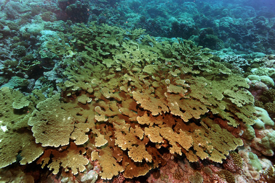 Large thicket of Pacific elkhorn coral (Acropora clathrata) on an exposed shallow reef off Raraka Large thicket of Pacific elkhorn coral (Acropora clathrata) on an exposed shallow reef off Raraka