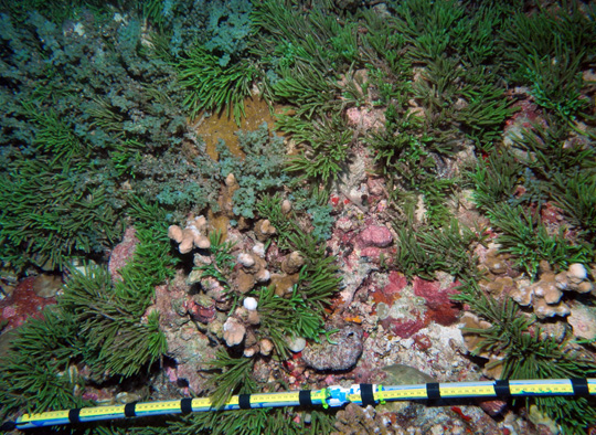 Two species of macroalgae (Caulerpa racemosa and C. sertuloides) carpeting the reef substrate. Two branching rice corals (Montiopora) and red crustose coralline algae are visible. Scale bare is 90 cm. Two species of macroalgae (Caulerpa racemosa and C. sertuloides) carpeting the reef substrate. Two branching rice corals (Montiopora) and red crustose coralline algae are visible. Scale bare is 90 cm.