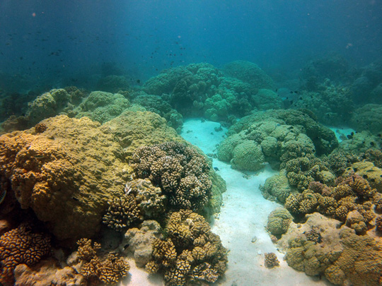 Typical Lagoonal patch reef in Rangiroa with unusually large Porites colonies and Pocillopora colonies Typical Lagoonal patch reef in Rangiroa with unusually large Porites colonies and Pocillopora colonies