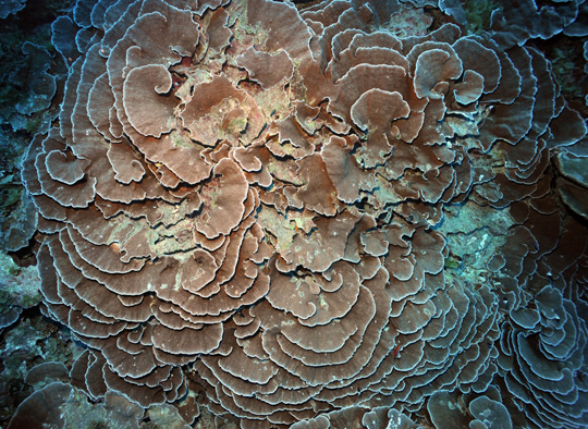 Foliose sheets of ruffled lettuce coral (Pachyseris speciosa) at 30 m depth at Raraka Foliose sheets of ruffled lettuce coral (Pachyseris speciosa) at 30 m depth at Raraka