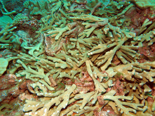 A broken colony of cauliflower coral (Pocillopora eydouxi) on a shallow wave-exposed for reef in Aratika. The branches are still alive and have fused to the bottom. A broken colony of cauliflower coral (Pocillopora eydouxi) on a shallow wave-exposed for reef in Aratika. The branches are still alive and have fused to the bottom.