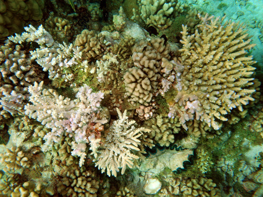 Coral community on the top of a lagoonal pinnacle at 2 m depth Coral community on the top of a lagoonal pinnacle at 2 m depth