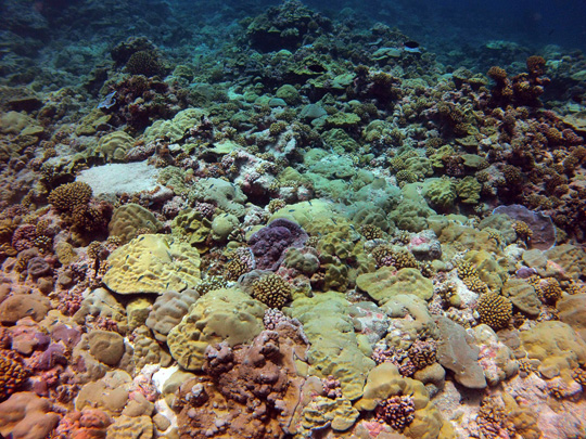 Shallow fore reef (5 m) on the leeward side of Fakarava with a high cover of plating and submassive Porites colonies and other species Tuamotu Reefs: Shallow fore reef (5 m) on the leeward side of Fakarava with a high cover of plating and submassive Porites colonies and other species