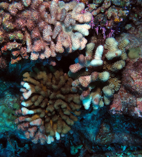 Pocillopora colonies with recent tissue loss due to white syndrome. The top colony is dead and show older mortality (reddish branches) and recent mortality. The other two corals have live tissue, recently dead white skeleton, and older dead patches colonized by algae. Pocillopora colonies with recent tissue loss due to white syndrome. The top colony is dead and show older mortality (reddish branches) and recent mortality. The other two corals have live tissue, recently dead white skeleton, and older dead patches colonized by algae.