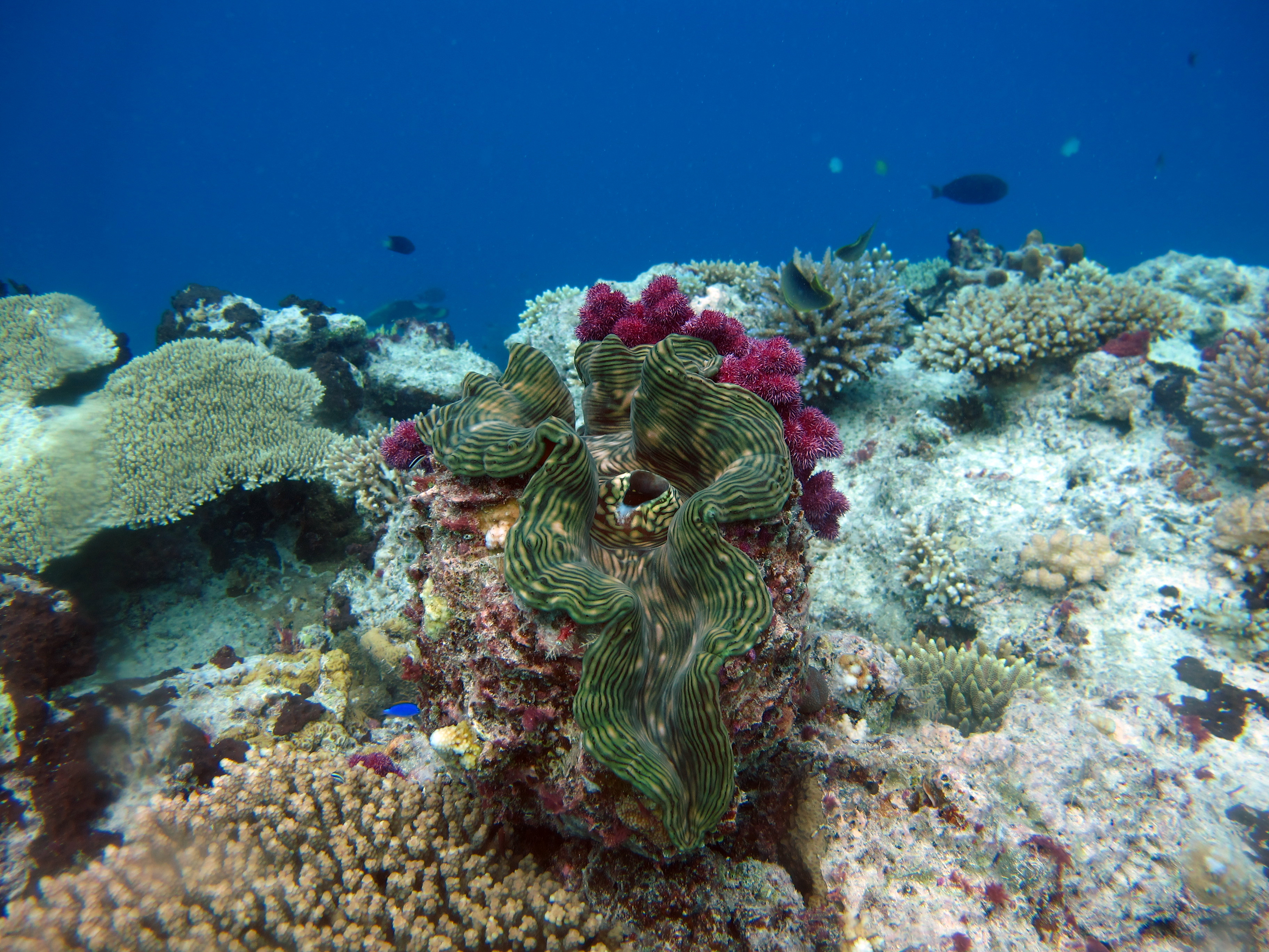 Fiji Reintroducting Giant Clams, Protecting Under Fiji Fisheries ActLiving Oceans ...3648 x 2736