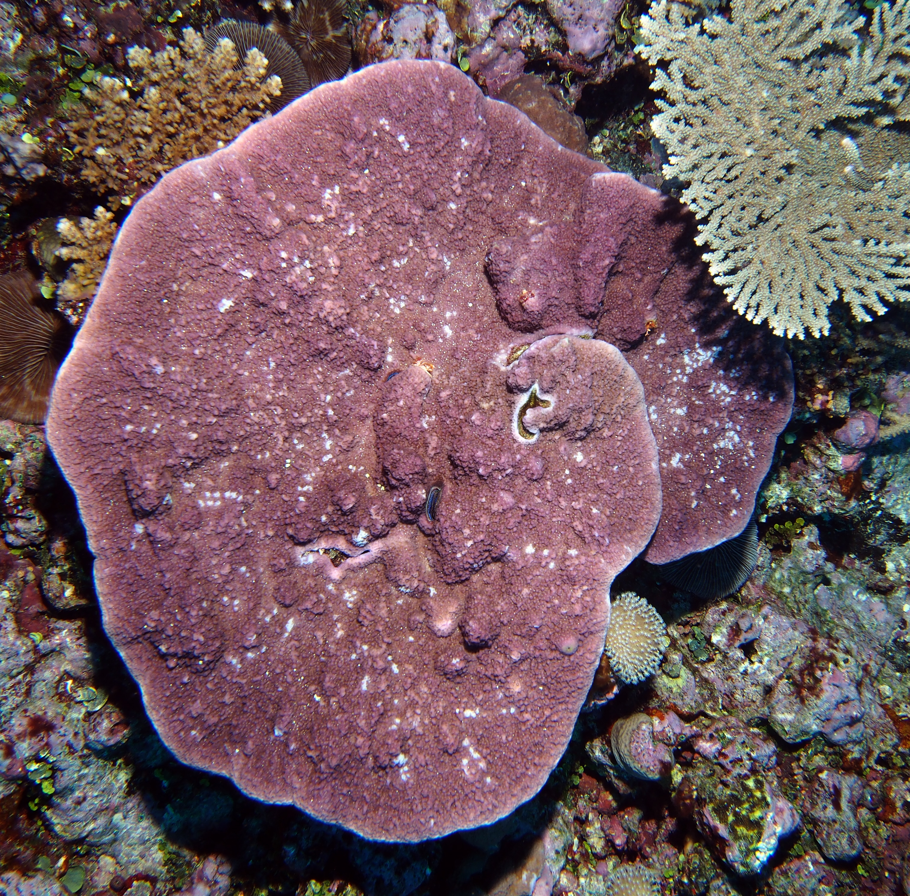 fiji s colorful corals