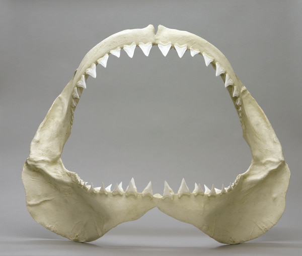 kslof coral reef education portal free online coral anatomy what does form fits function mean