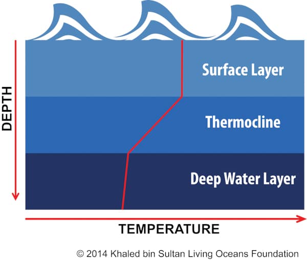KSLOF Coral Reef Education Free Coral Distribution CourseLiving Oceans