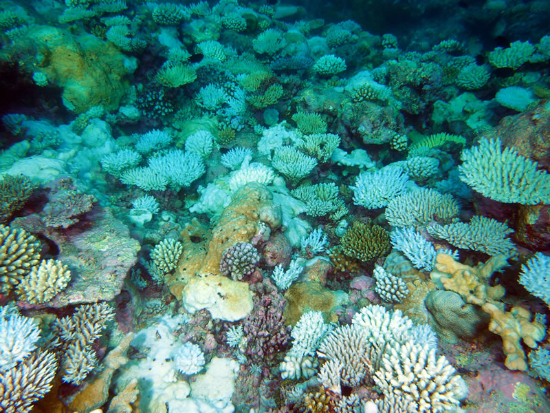Coral Bleaching in BIOT The Colors of BIOT (KSLOF)Living