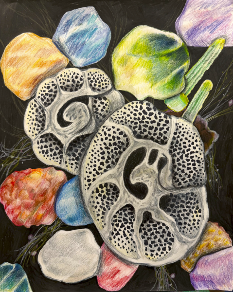 "Cambrian Jewelry" by Lily Zhu, Age 11, United States of America