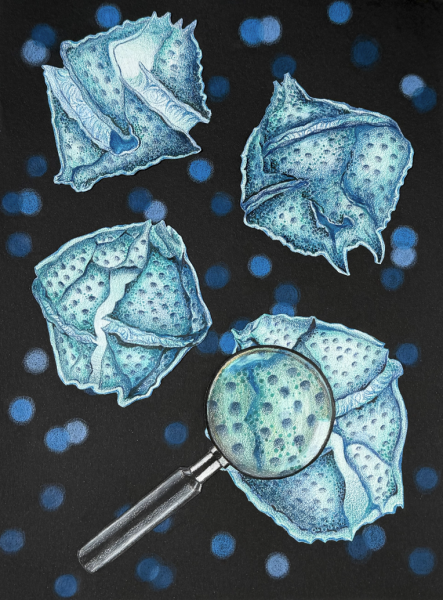 "The Alveolate Architects" by Louisa Sun, Age 13, United States of America