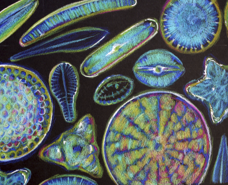 "Microscopic Diatoms" by Elisabeth Walker, Age 17, United States of America