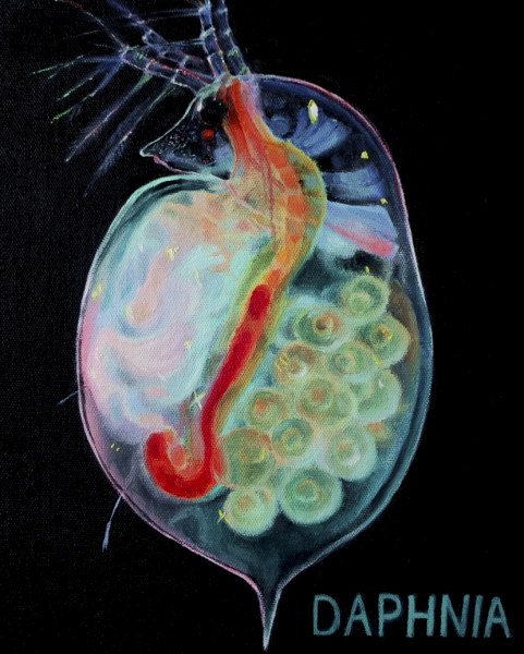 "Daphnia" by Saida Rahimova, Age 17, Qatar