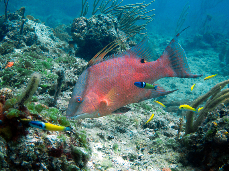 Spanish Hogfish with juvenile and fully matured Blueheads