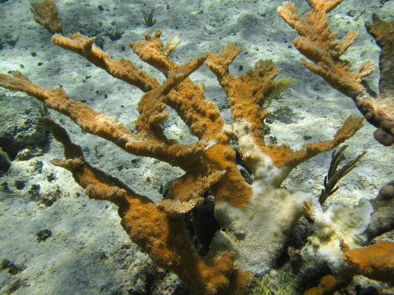 Elkhorn coral with white band disease.