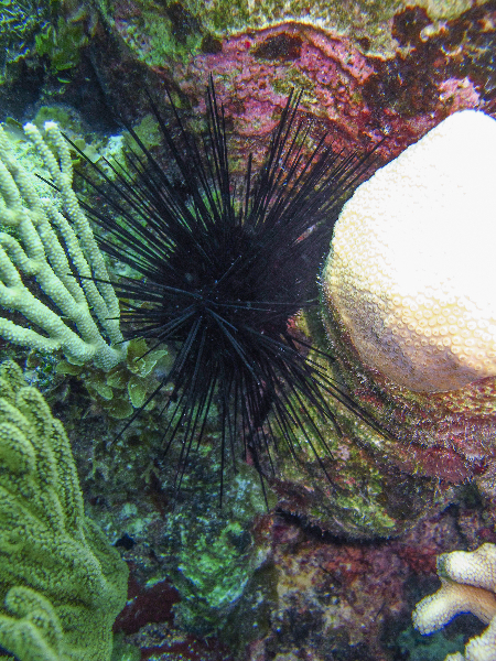 Rock-Boring Urchin