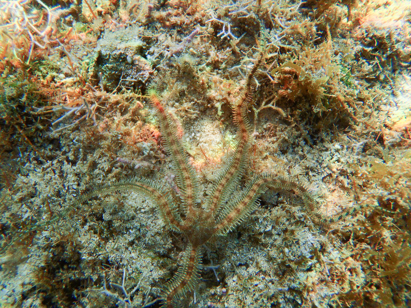 Reticulated Brittle Star