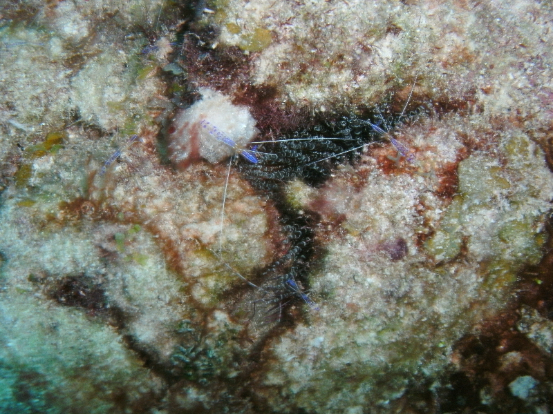 Corkscrew Anemone and Peterson Cleaner Shrimp.
