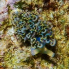 Lettuce Sea Slug