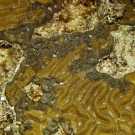 Symmetrical Brain Coral