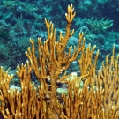 Branching Fire Coral