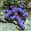 Finger Coral