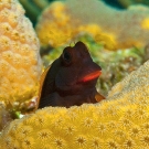 Redlip Blenny