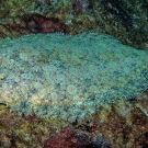 Peacock Flounder