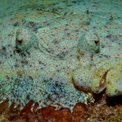 Peacock Flounder