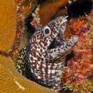 Spotted Moray