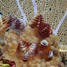 Christmas Tree Worms