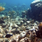 Reef with Sea Rods, Sea Fans, Symmetrical Brain Coral and Doctorfish.