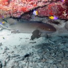 Nurse Shark