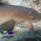 Nurse Shark