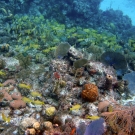 Reef with French Grunts and Bluestriped Grunt.