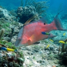 Spanish Hogfish with juvenile and fully matured Blueheads