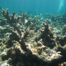 Mostly dead elkhorn coral skeletons with some live colonies.