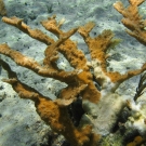 Elkhorn coral with white band disease.