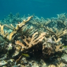 Elkhorn Coral with French Grunts and Seraeant Majors.