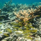 Elkhorn Coral with French Grunts and a juvenile Redband Parrotfish.