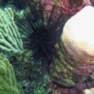 Rock-Boring Urchin