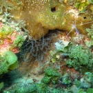 Corkscrew Anemone and Peterson Cleaner Shrimp.