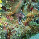 Spotted Moray