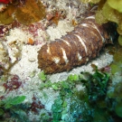 Five-Toothed Sea Cucumber