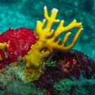 Branching Fire Coral