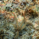 Reticulated Brittle Star