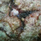 Corkscrew Anemone and Peterson Cleaner Shrimp.