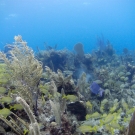 French Grunts, Bluestriped Grunts, and Blue Tang.