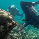 Scientific divers perform a survey.